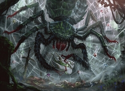 Spiders preview