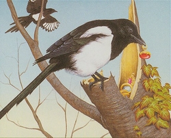 It's 1996 - Azorius Birds preview