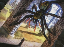 Spider Tribal preview