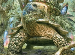 Jund Turtle