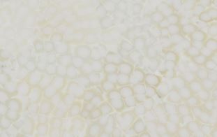 EGGSHELL SNAKESKIN WHITE