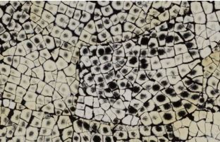 EGGSHELL SNAKESKIN BLACK