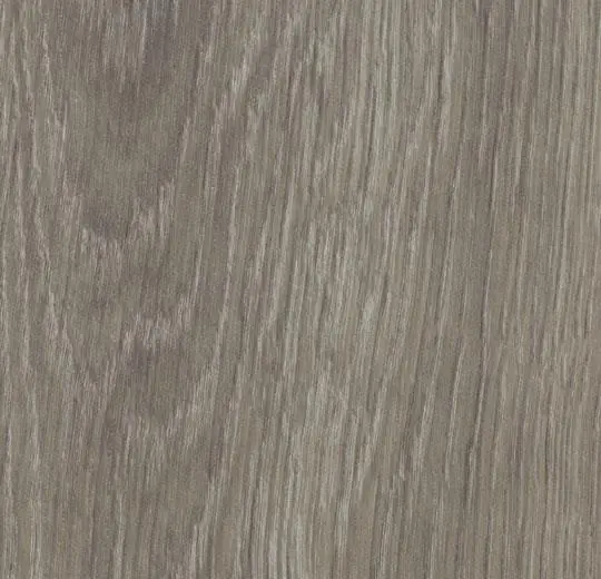 Grey giant oak