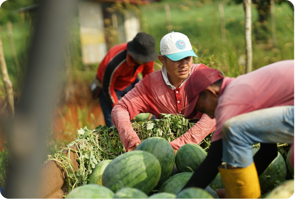 Petani memanen hasil kebun