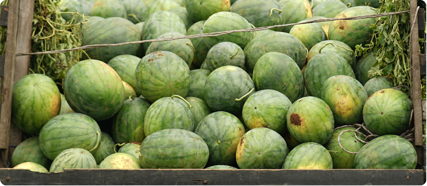 Tumpukan semangka segar di gudang BBN