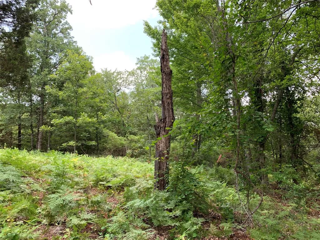 TBD Hills Dr Athens, Texas 75751