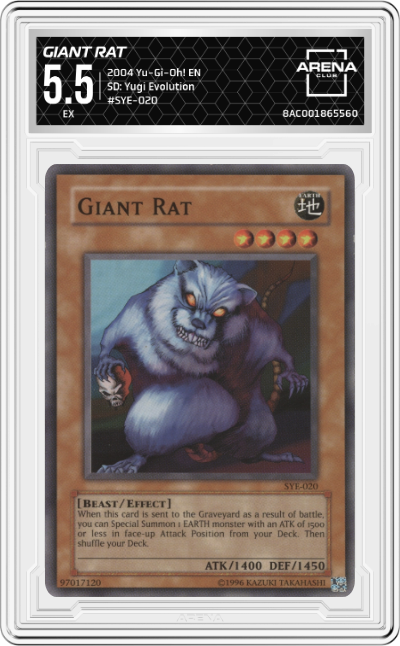 Giant Rat