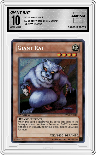 Giant Rat