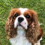 A Happy Cavalier