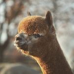 Abolengo de Alpaca