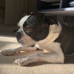 Cooper The Boston Terrier