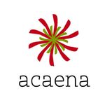 Acaena Chile