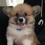 Ace the Corgi