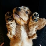 Ralph the Cocker Spaniel