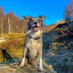 Hudson the Border Collie