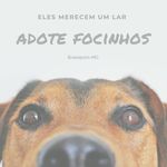 Adote Focinhos