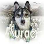 Surge the Adventurer🐶