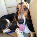 MORTY THE BASSET HOUND