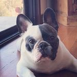 A Frenchie Called Pierre