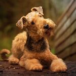 Airedale Terrier Community