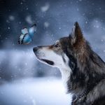 LOKI the Wolfdog LOKI the Wolfdog