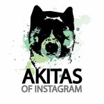 Akitas of Instagram