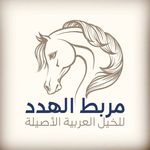 مربط الهدد |  Alhadd_Stud