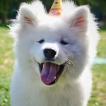 ↟ Alaska The Samoyed ↟