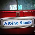 Albino Skunk Music Festival 🎶