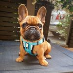 Alby 🐶 A French Bulldog