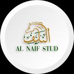 Al NAIF STUD |  مربـط النايـف