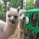 Alpacas of Instagram