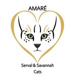 SERVAL & SAVANNAH CATS UK