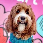 AmazingGracieDoodle π AmazingGracieDoodle π