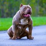 American Bully Official