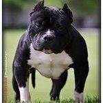 American Bully Pocket