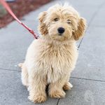 Mini Goldendoodle Penny