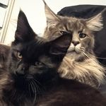 ARAGORN & GIMLI - MAINECOON😻