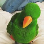 💚Eclectus Parrot, Archie 💚