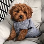 Archie the Cavoodle