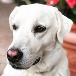 Aria Maremma Sheepdog