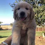 Arlo the Golden