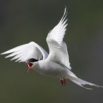 Artic Tern