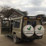 augurbuzzard_safaris