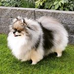 Aura ★ 4 Years ★ Pomeranian