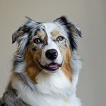 Australian Shepherd