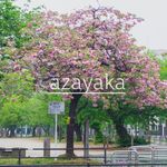 azayaka