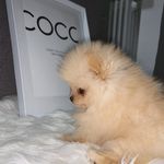 COCO