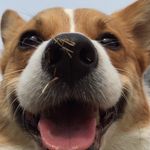 バルー Baloo The Corgi