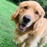 Bentley the Golden